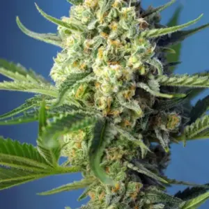 S.A.D. Sweet Afgani Delicious Auto von Sweet Seeds