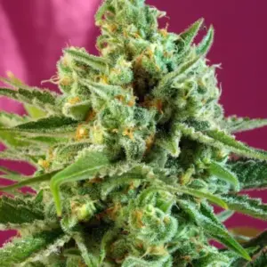 S.A.D. Sweet Afgani Delicious CBD von Sweet Seeds