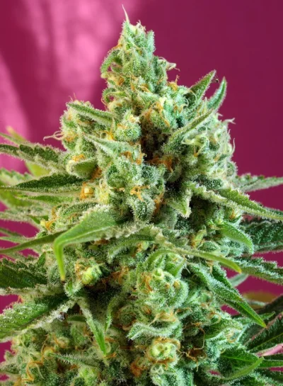 S.A.D. Sweet Afgani Delicious CBD von Sweet Seeds