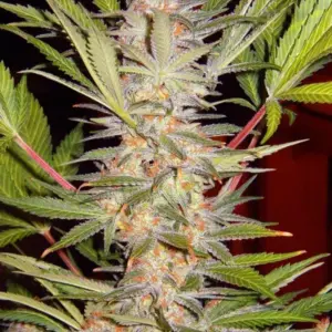 S.A.D. Sweet Afgani Delicious F1 Fast Version von Sweet Seeds