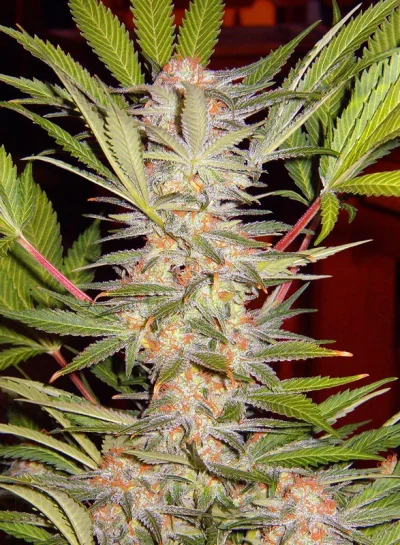 S.A.D. Sweet Afgani Delicious F1 Fast Version von Sweet Seeds