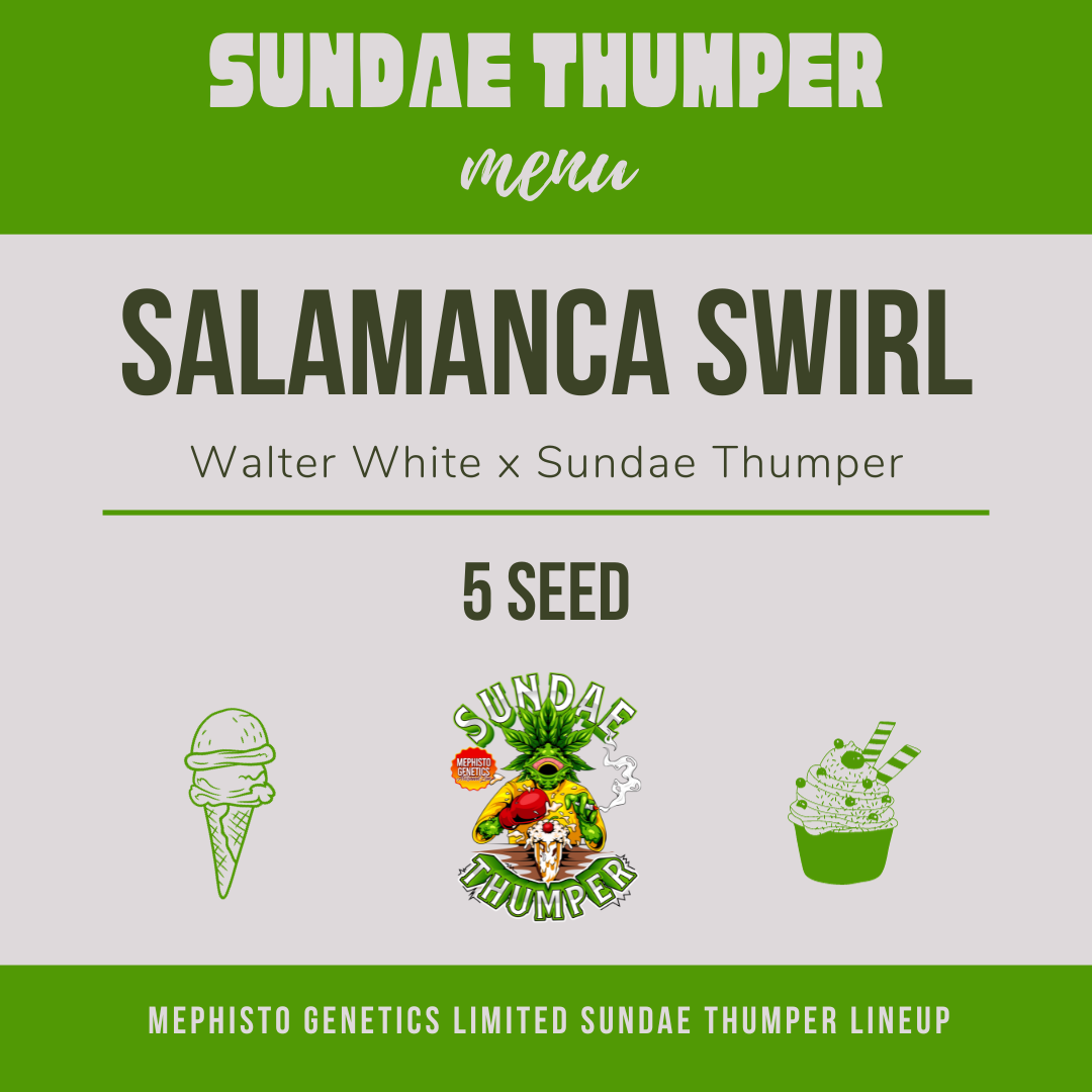 salamanca swirl 5er – mephisto genetics (autoflower samen)