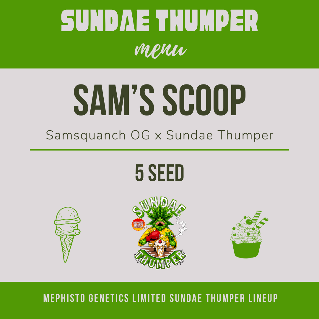 sam's scoop 5er – mephisto genetics (autoflower samen)