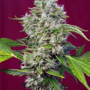 San Fernando Lemon Kush von Sweet Seeds
