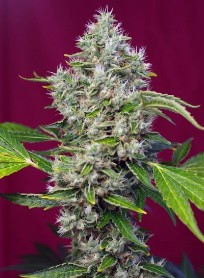 San Fernando Lemon Kush von Sweet Seeds