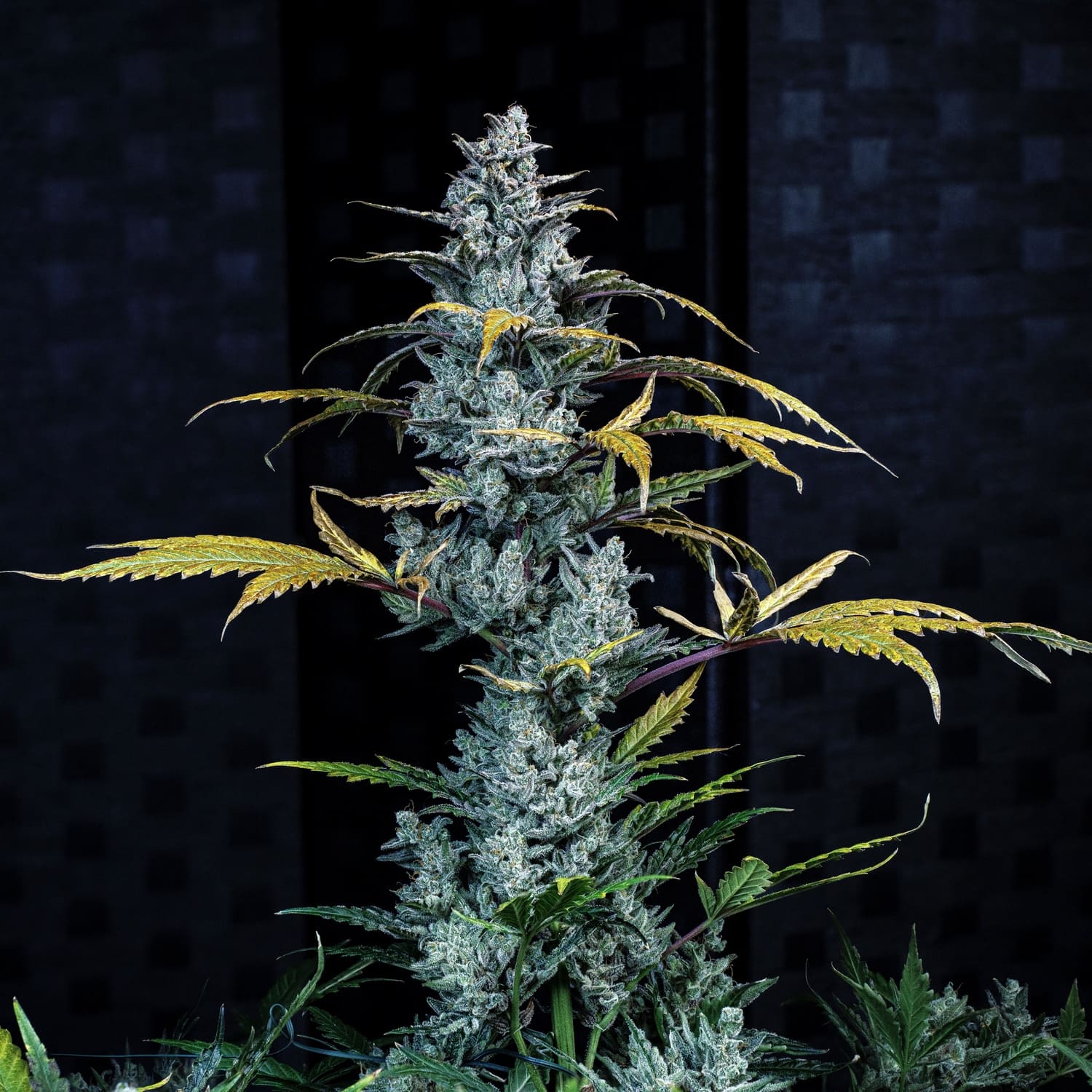 schoolyard crush 3+2er – mephisto genetics (autoflower samen)