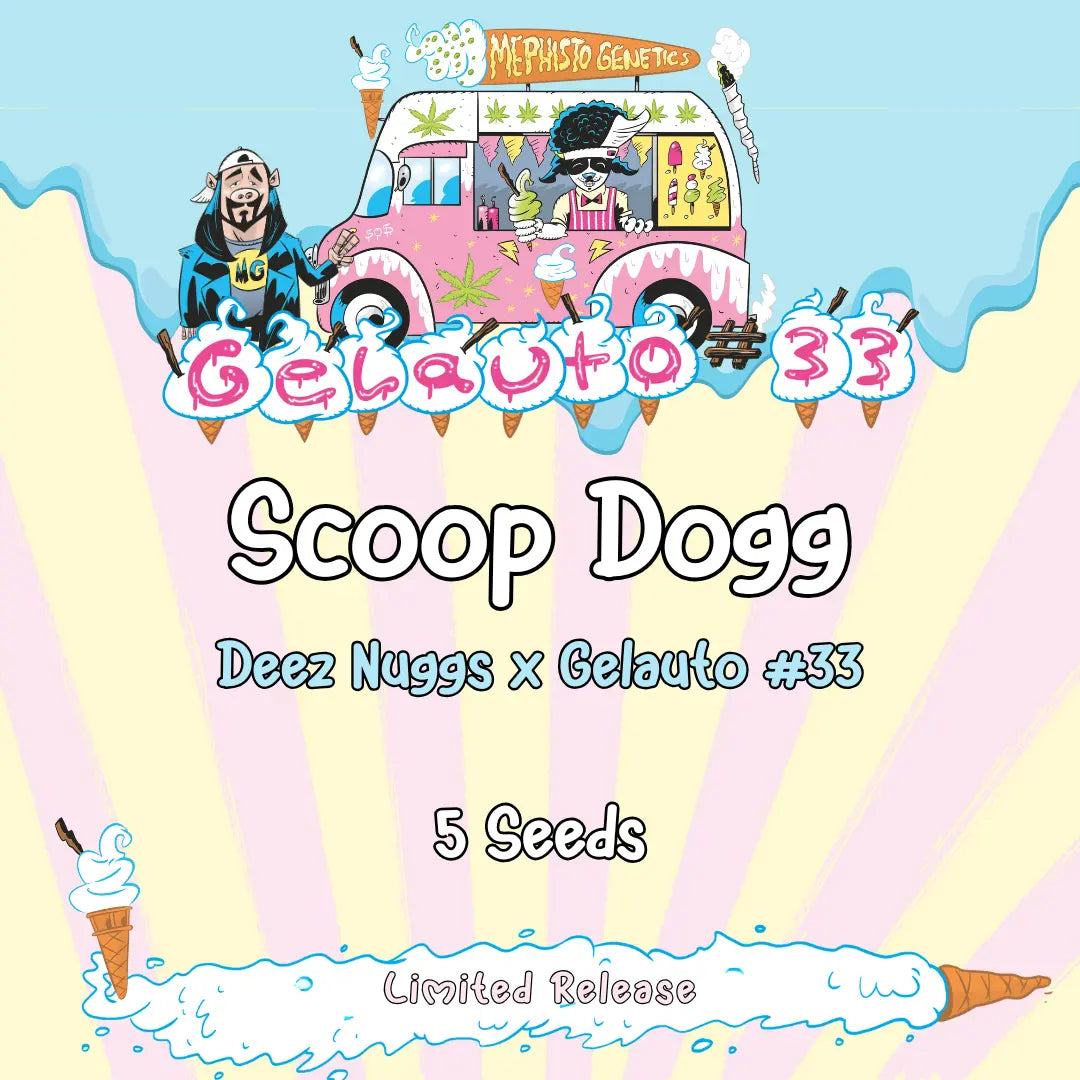 scoop dogg 5+1er – mephisto genetics (autoflower samen)