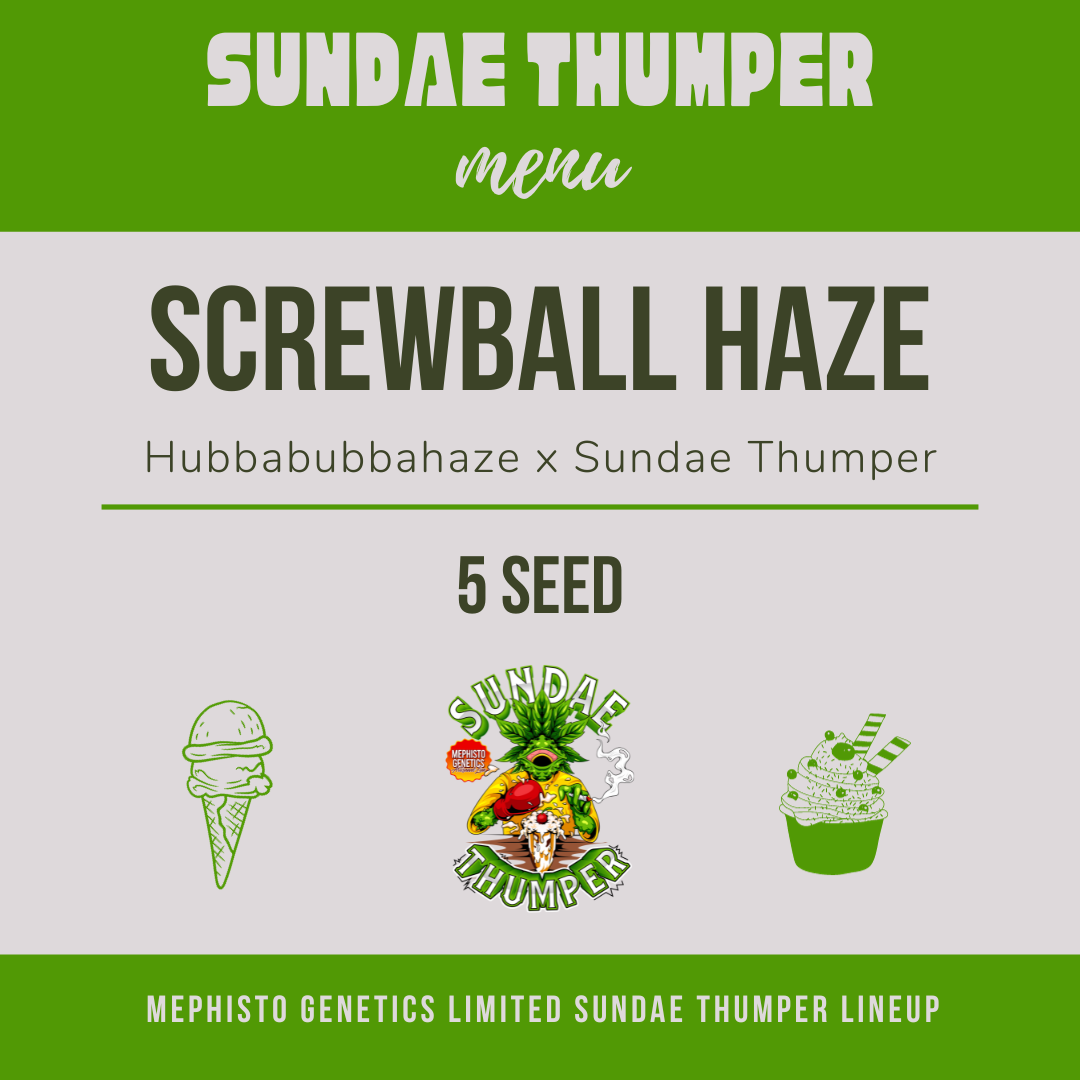 screwball haze 5er – mephisto genetics (autoflower samen)