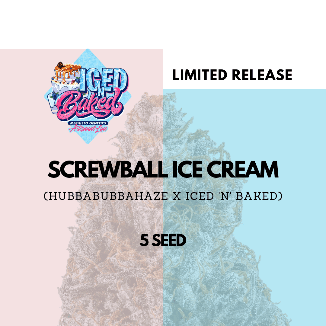 screwball ice cream 5er – mephisto genetics (autoflower samen)