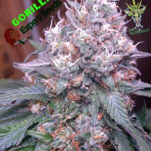 GG4 SFV OG von Expert Seeds