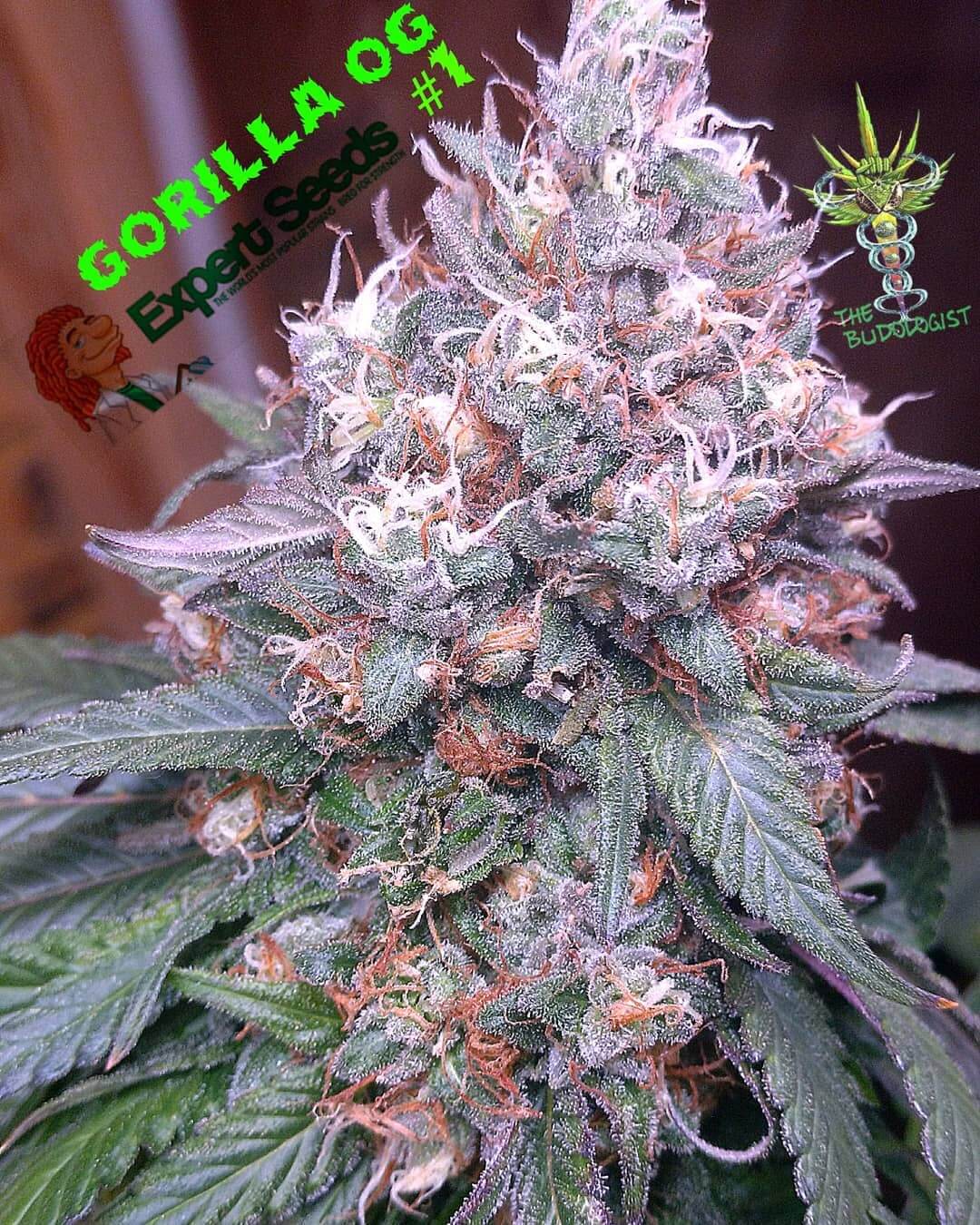 GG4 SFV OG von Expert Seeds