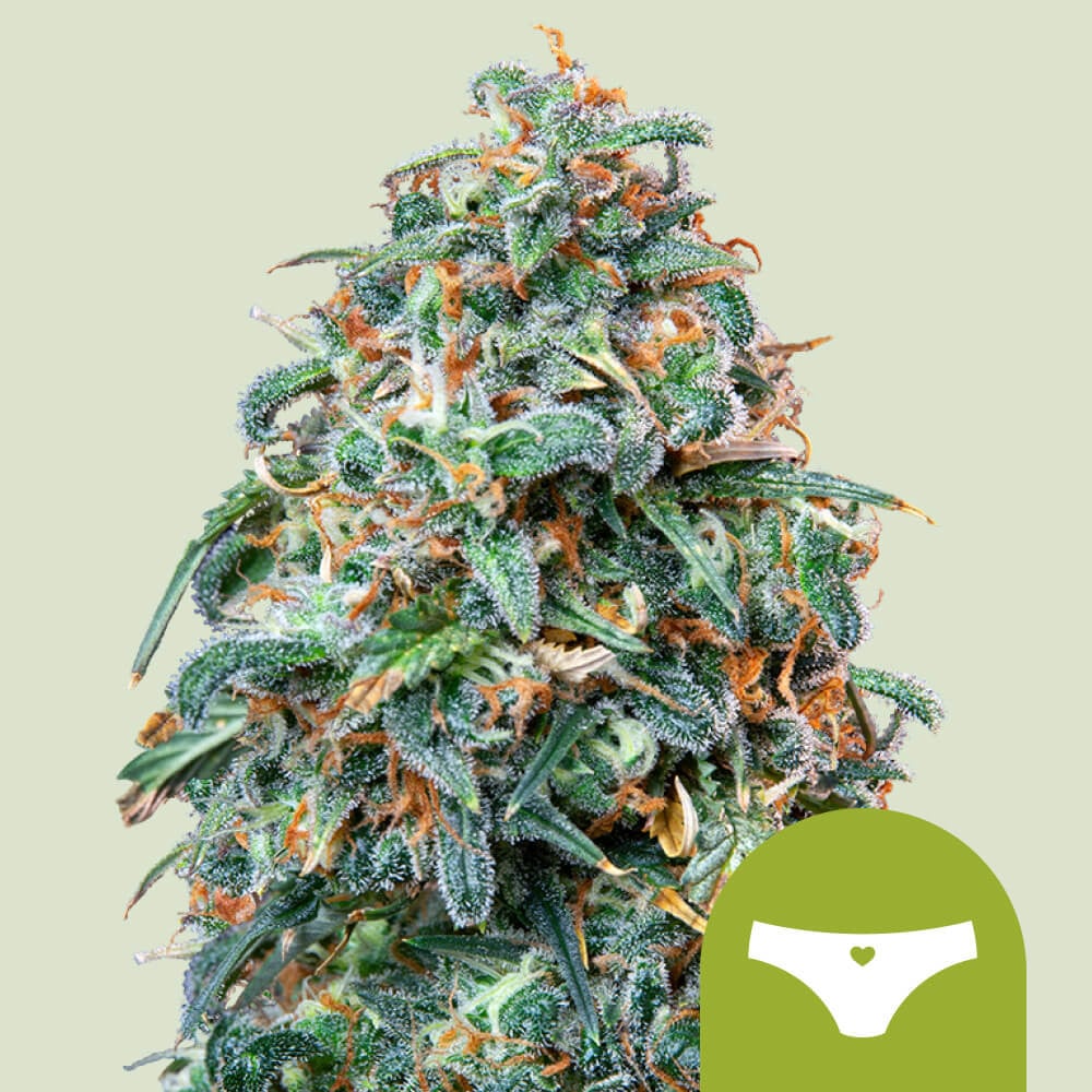 Sherbet Queen Automatic von Royal Queen Seeds