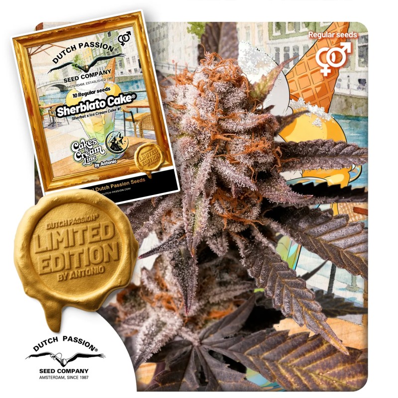 Sherblato Cake von Dutch Passion