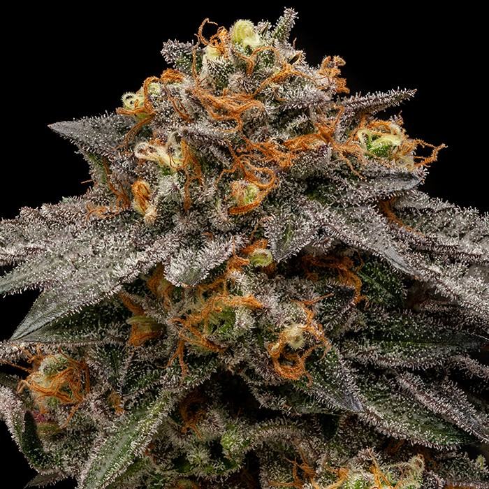 Shimo von Ripper Seeds