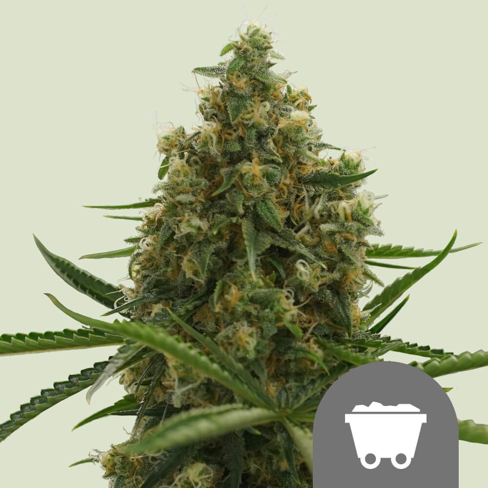 Shining Silver Haze Regular von Royal Queen Seeds