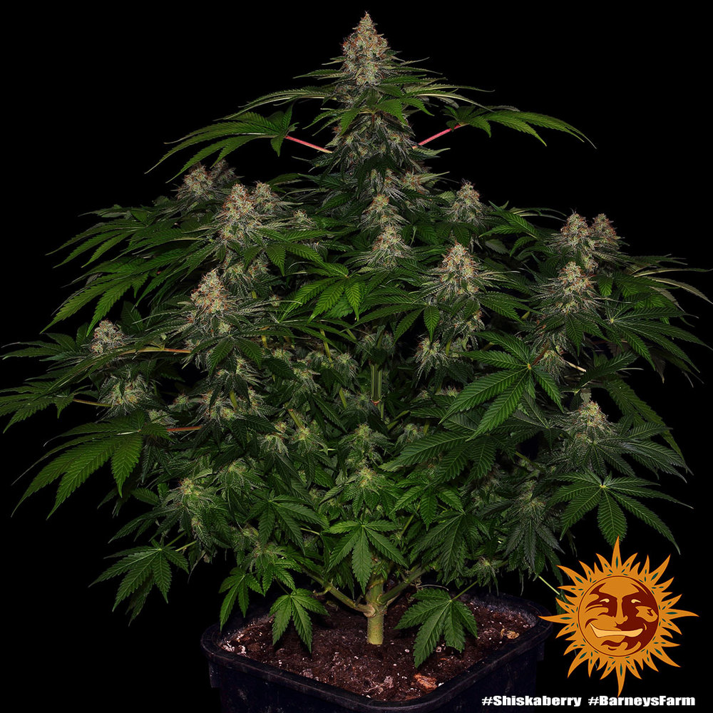 Shiskaberry Barney's Farm