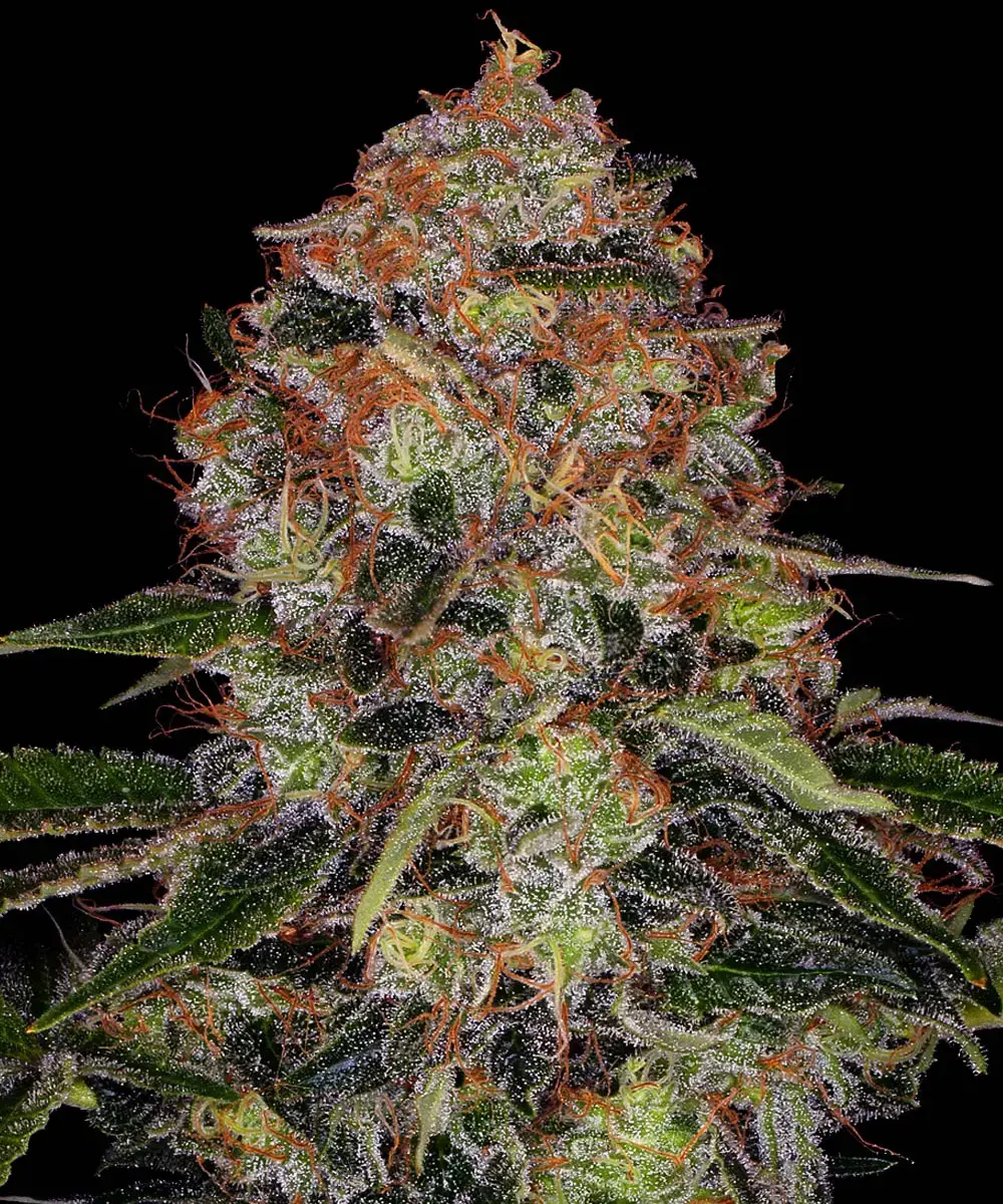 Shiskaberry Barney's Farm