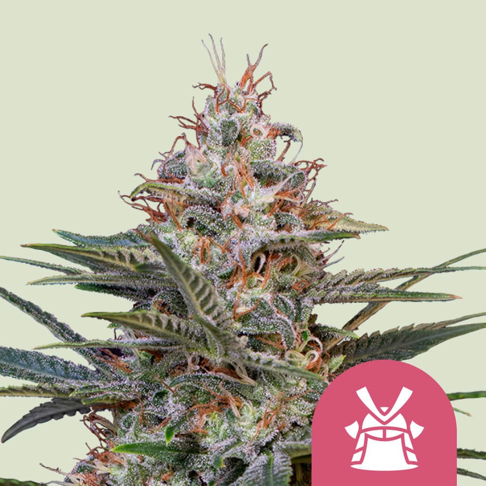 Shogun von Royal Queen Seeds