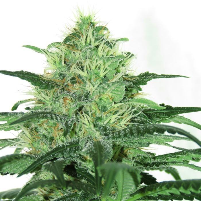 Sideral von Ripper Seeds