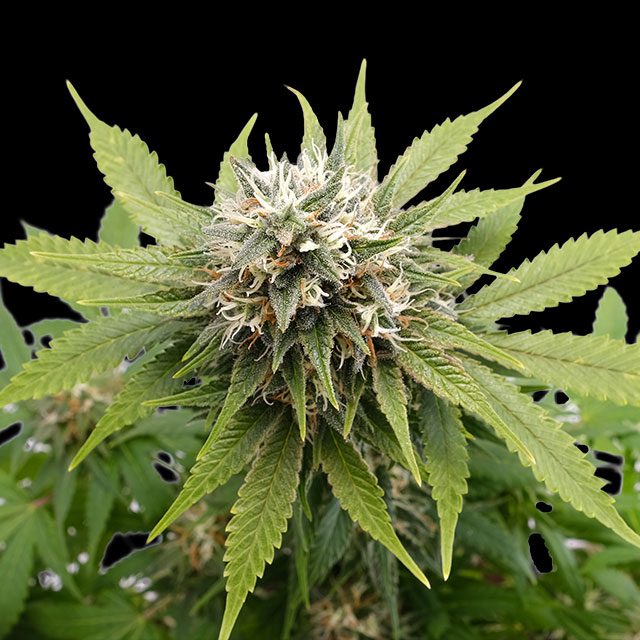 Silver Widow von Kannabia Seed Company