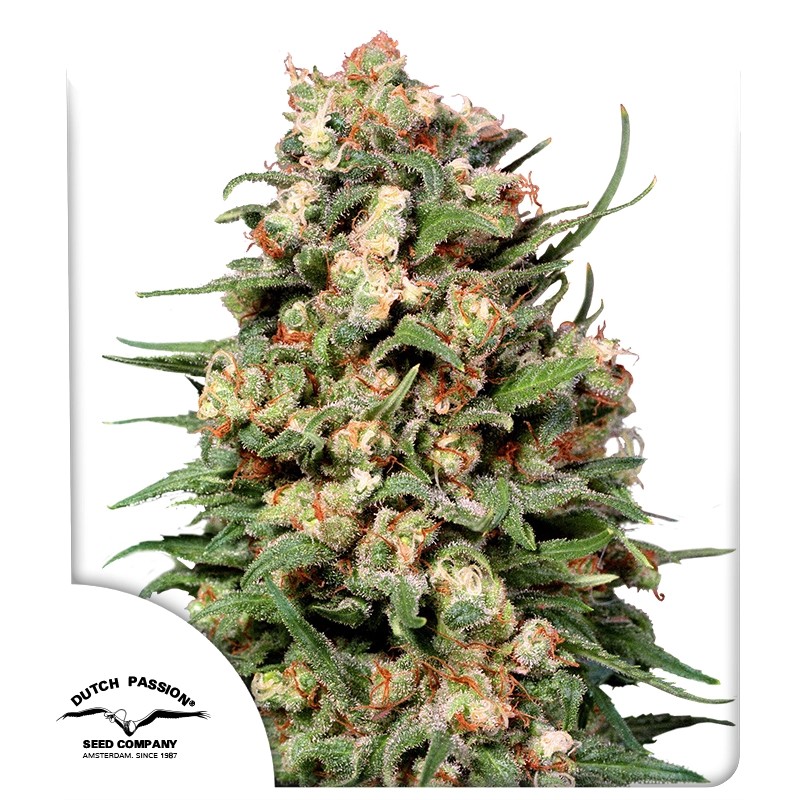 Skunk # 1® Regular von Dutch Passion