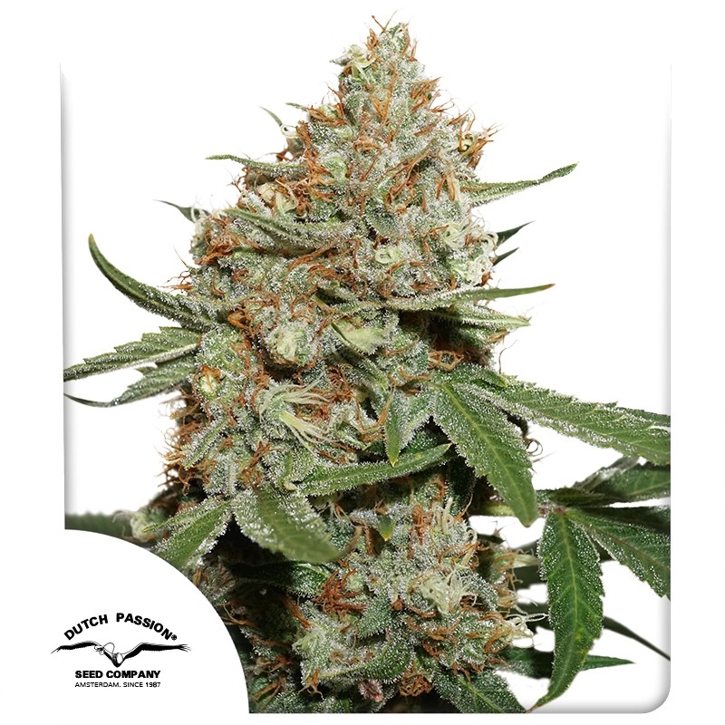 Skunk #11® Feminised Seeds von Dutch Passion