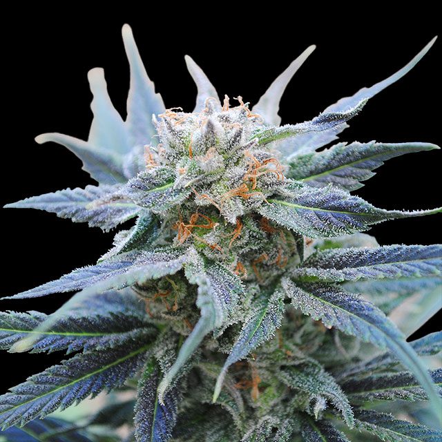 Skunk von Kannabia Seed Company