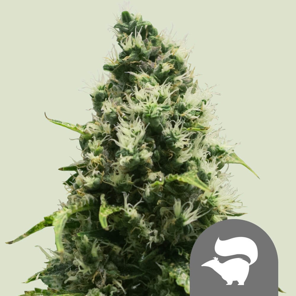 Skunk XL Regular von Royal Queen Seeds
