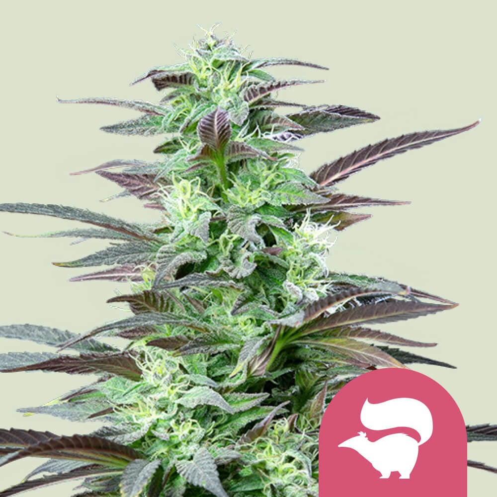 Skunk XL von Royal Queen Seeds
