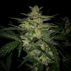 skylar white 3+2er – mephisto genetics (autoflower samen)