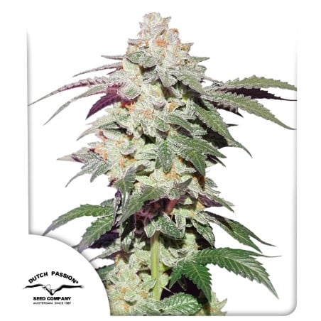 Skywalker Haze von Dutch Passion