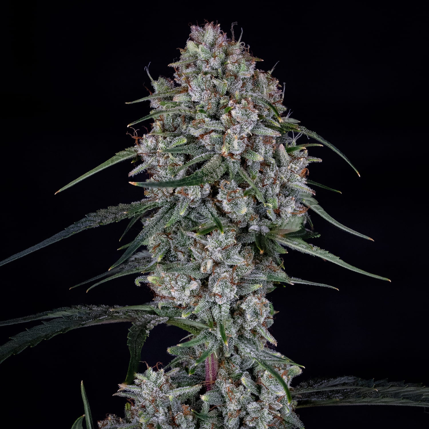 skywalker 3+2er – mephisto genetics (autoflower samen)