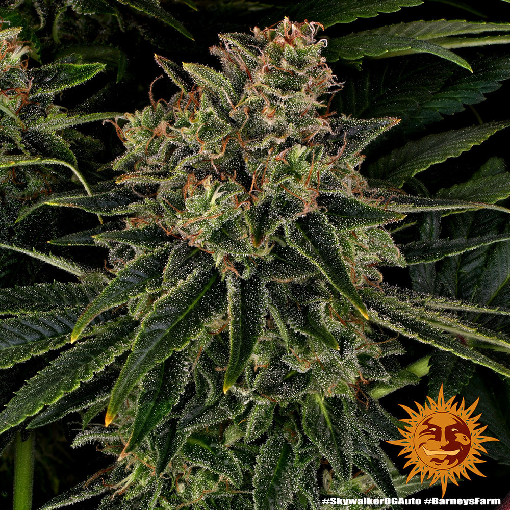 Skywalker OG Auto Barney's Farm