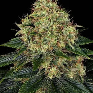 Skywalker OG Auto Barney's Farm