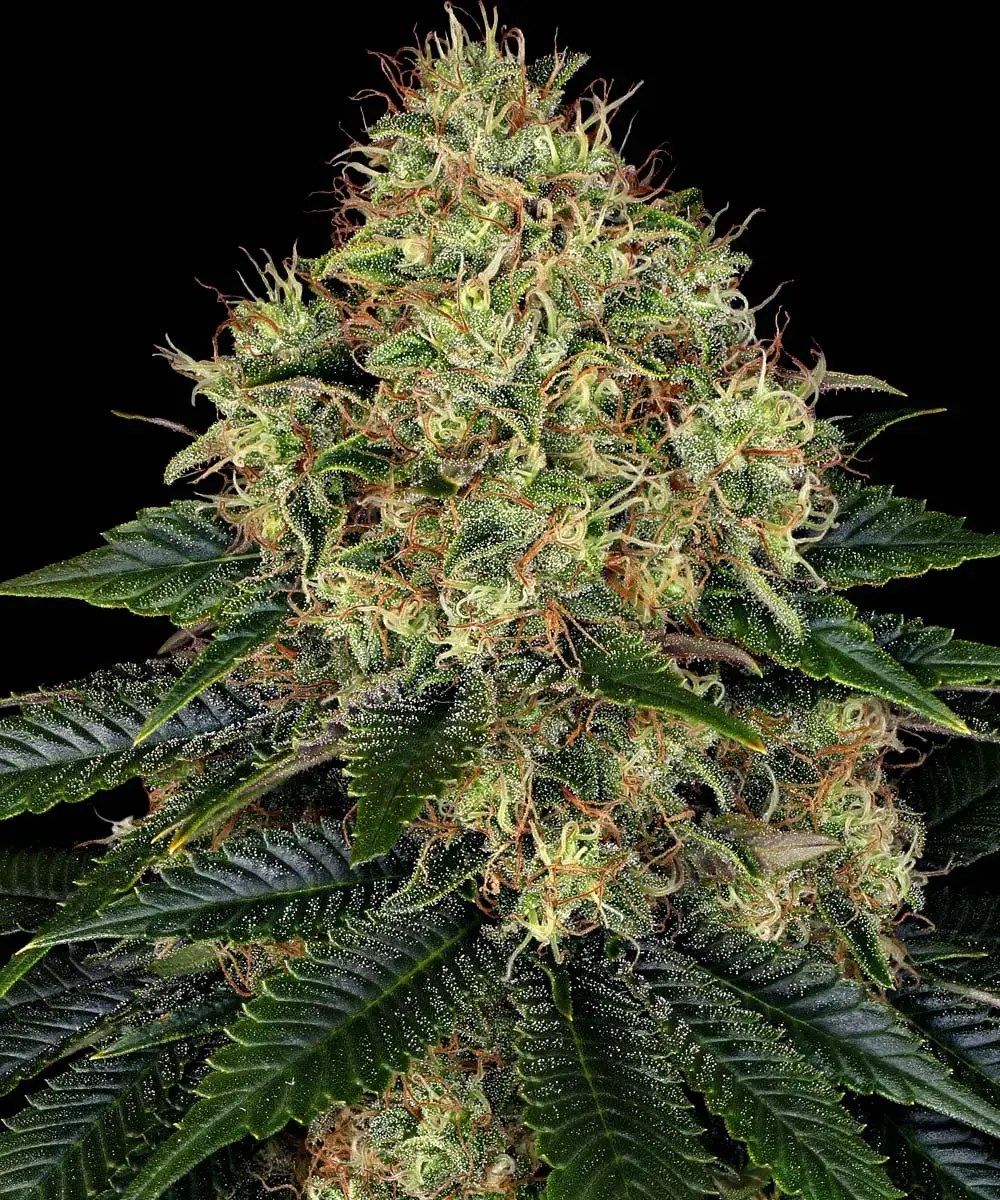 Skywalker OG Auto 1 St. Barney’s Farm