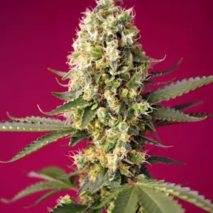 Skywalker OG Runtz XL Auto von Sweet Seeds