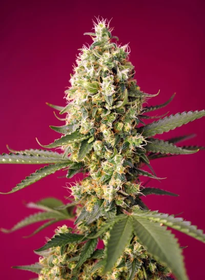 Skywalker OG Runtz XL Auto von Sweet Seeds