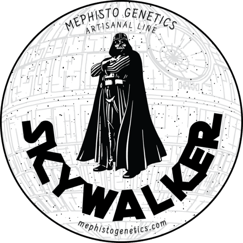 skywalker 3+2er – mephisto genetics (autoflower samen)