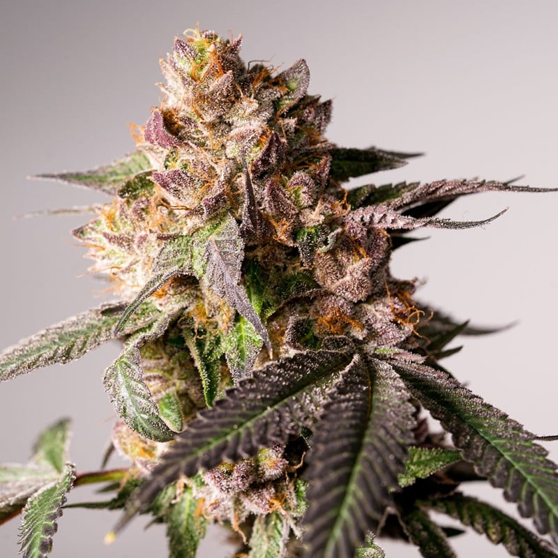 Slurricane Cookies von Dutch Passion
