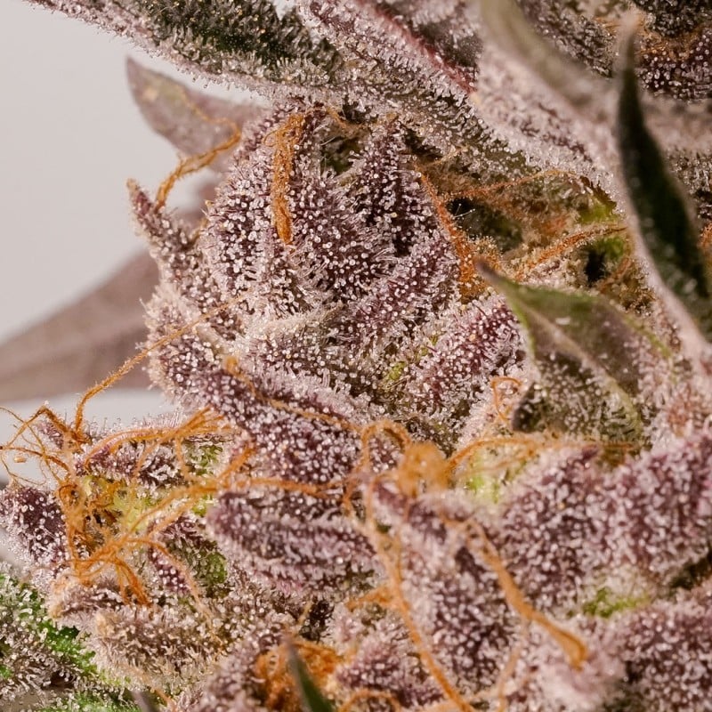 Slurricane Cookies von Dutch Passion