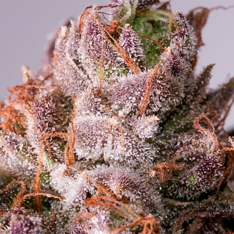 Slurricane Cookies von Dutch Passion