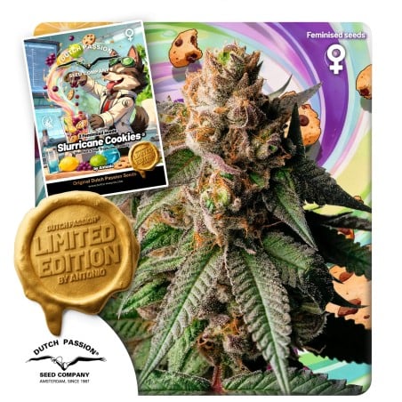 Slurricane Cookies von Dutch Passion