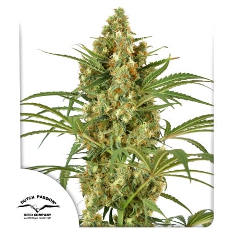 Snow Bud von Dutch Passion