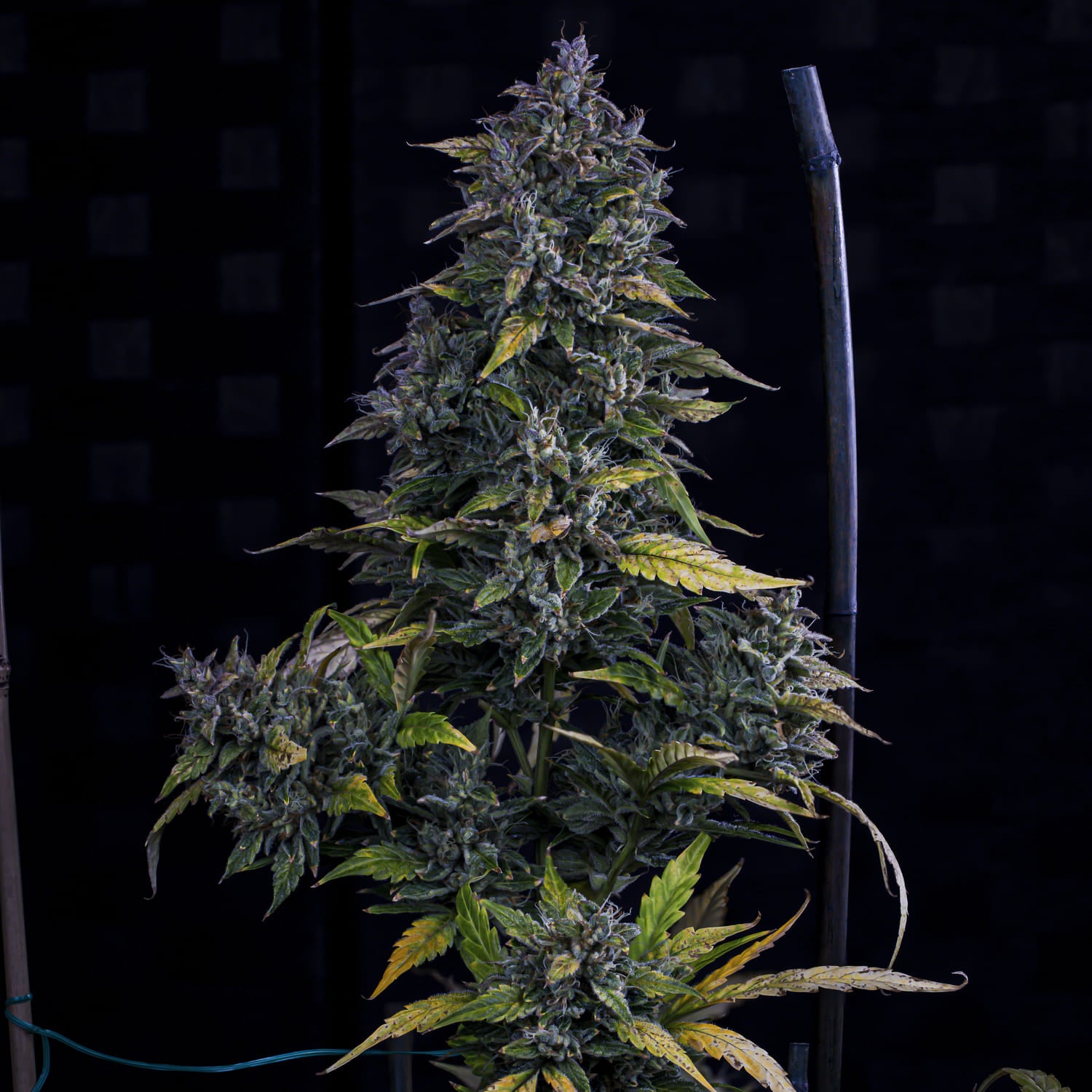 s.o.d.k 3+2er – mephisto genetics (autoflower samen)