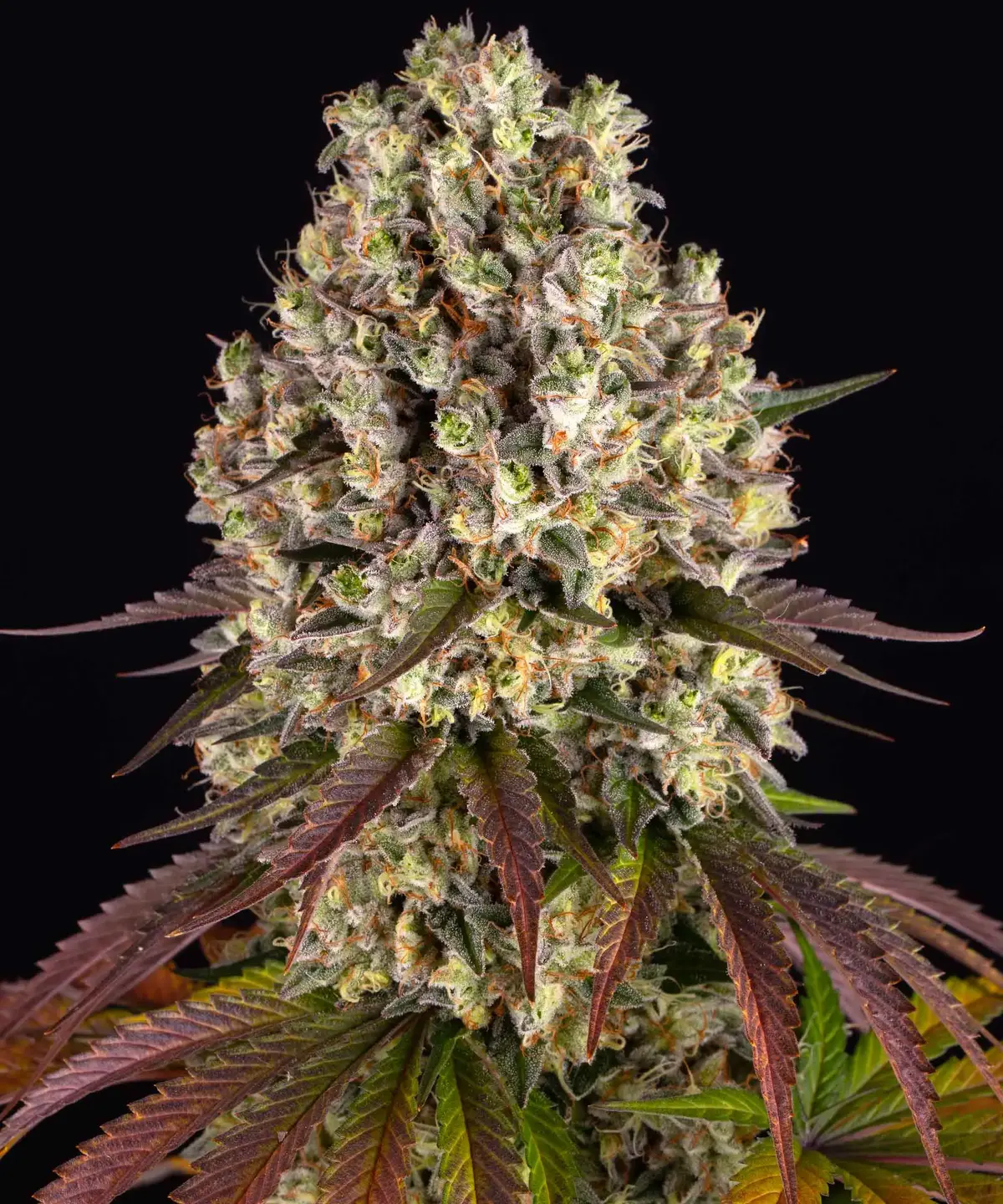 Sour Diesel Barney's Farm
