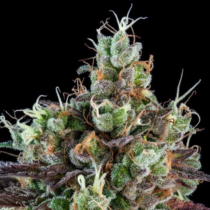 Sour Ripper Auto von Ripper Seeds