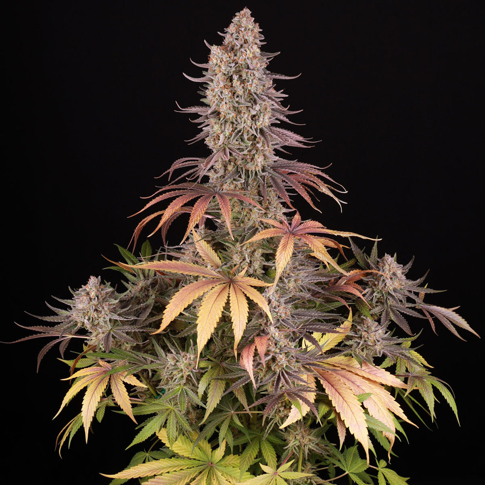 Sour Strawberry Barney's Farm