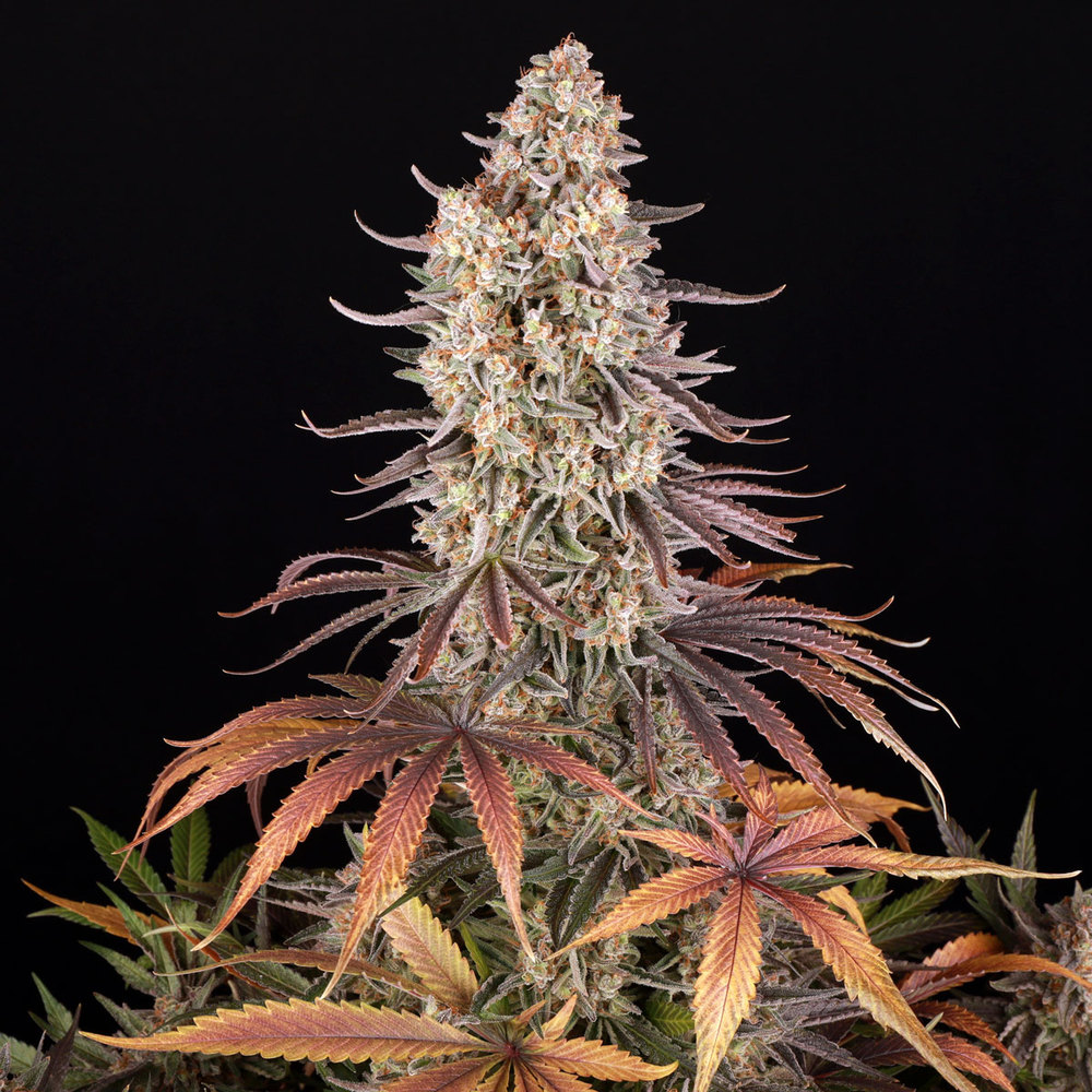 Sour Strawberry Barney's Farm