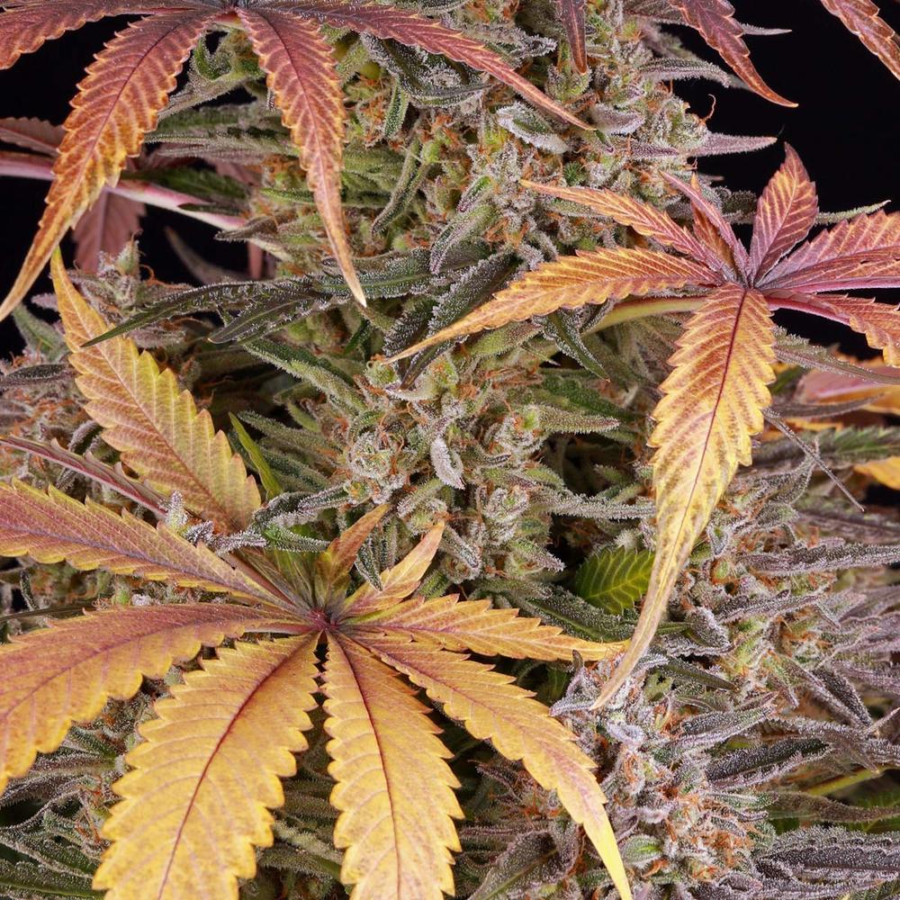 Sour Strawberry Barney's Farm