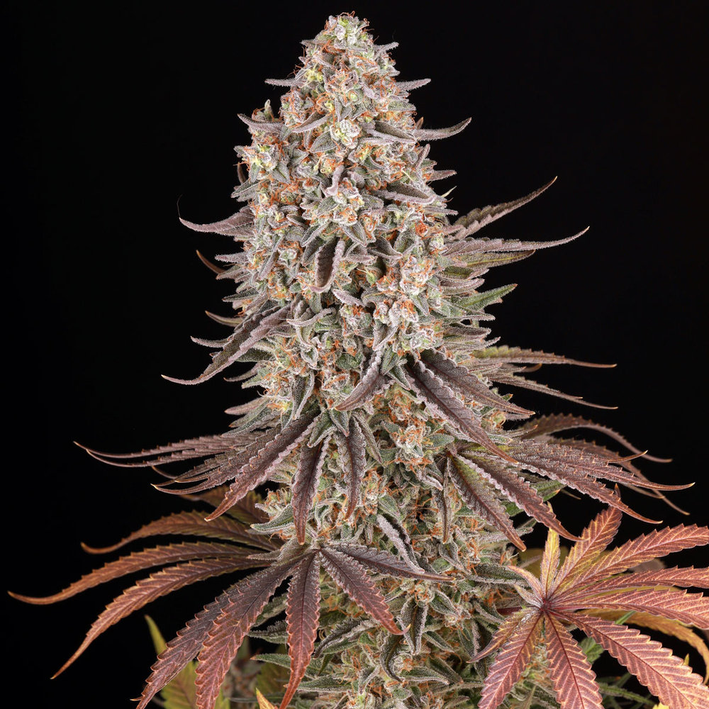 Sour Strawberry Barney's Farm